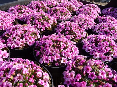 Saxifraga sempervivum "Stenophylla" / Krustensteinbrech